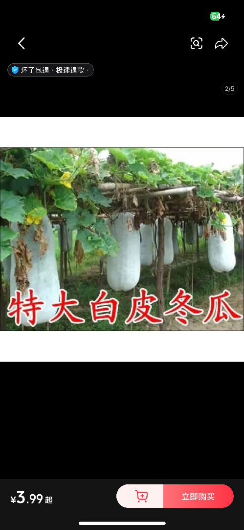 尋問冬瓜品種