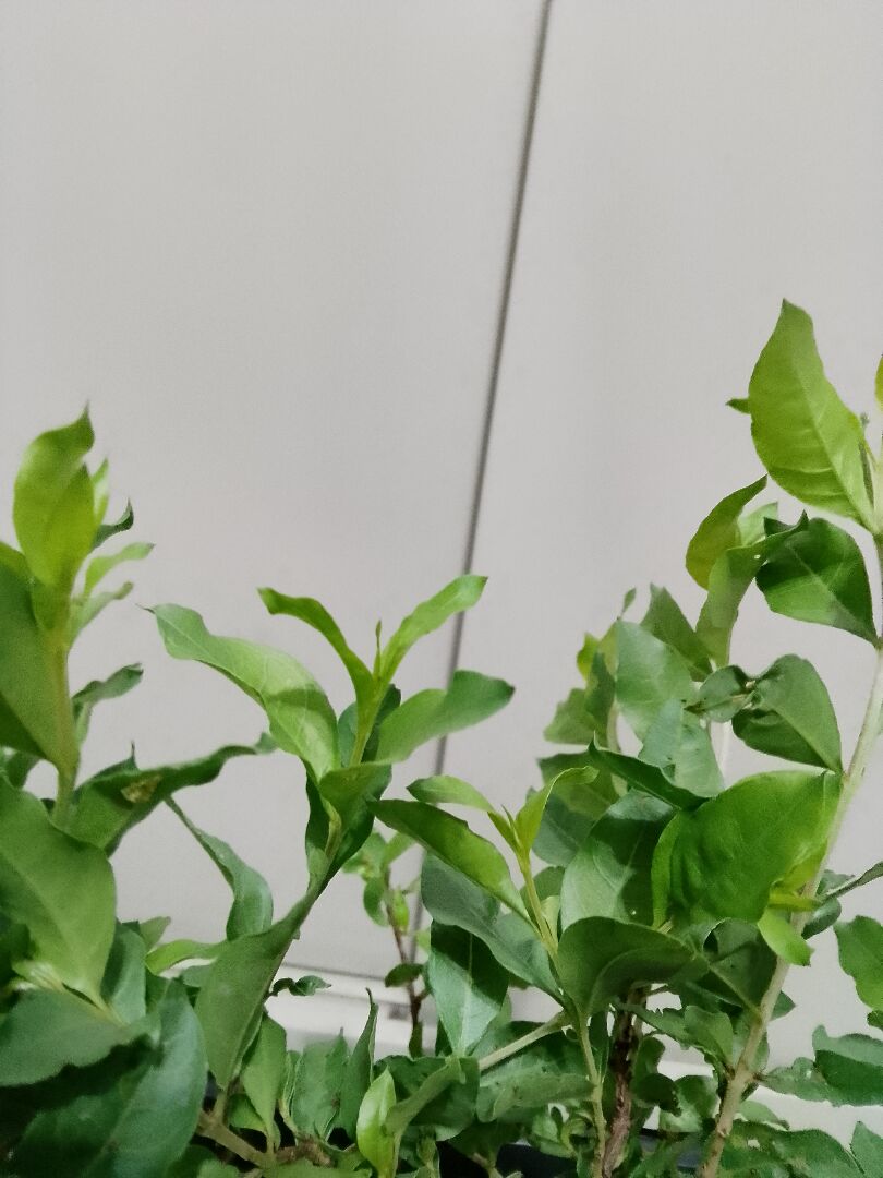 請問這是什麼植物？