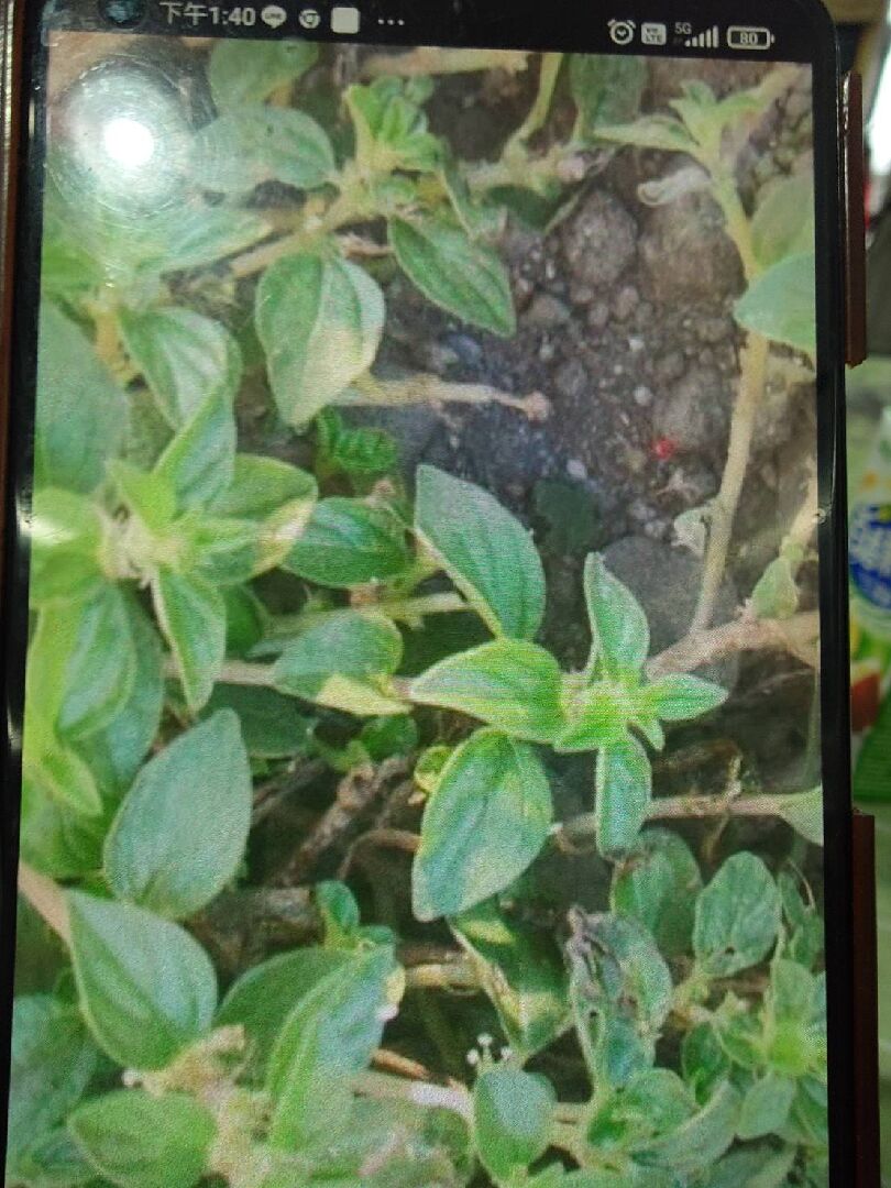 關於霧水葛