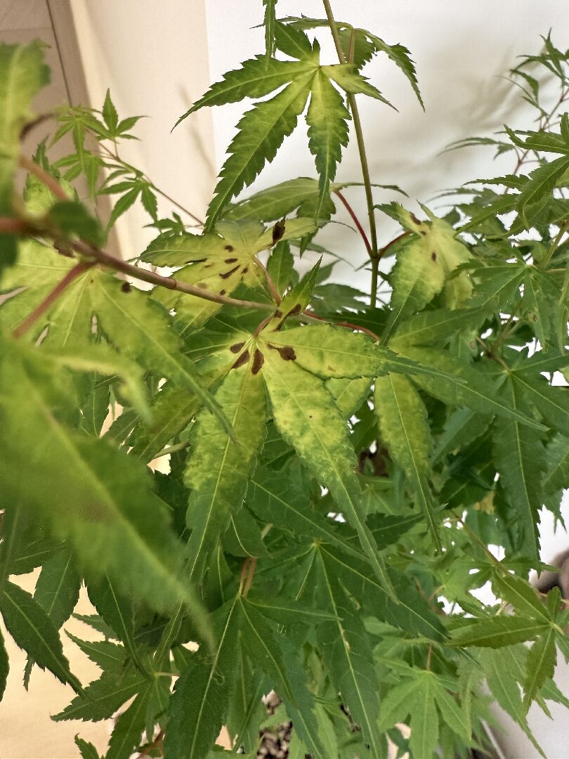 楓葉葉子變黑提問