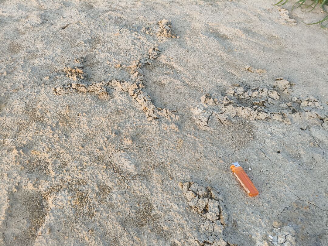 請問農地被不明生物鑽洞