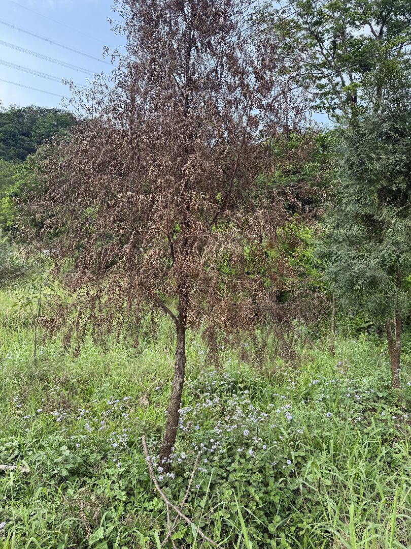 肖楠木枯黃
