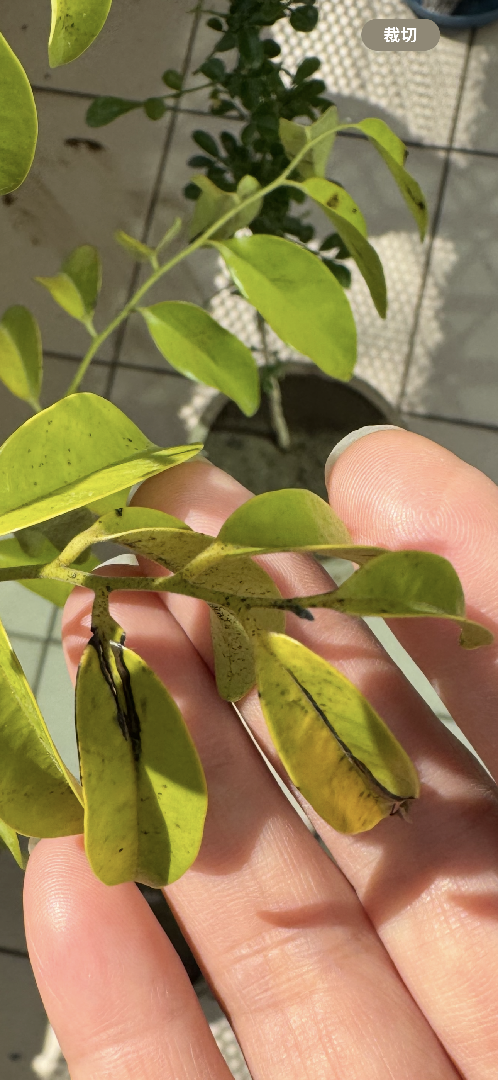 蘭嶼柿葉上黑點