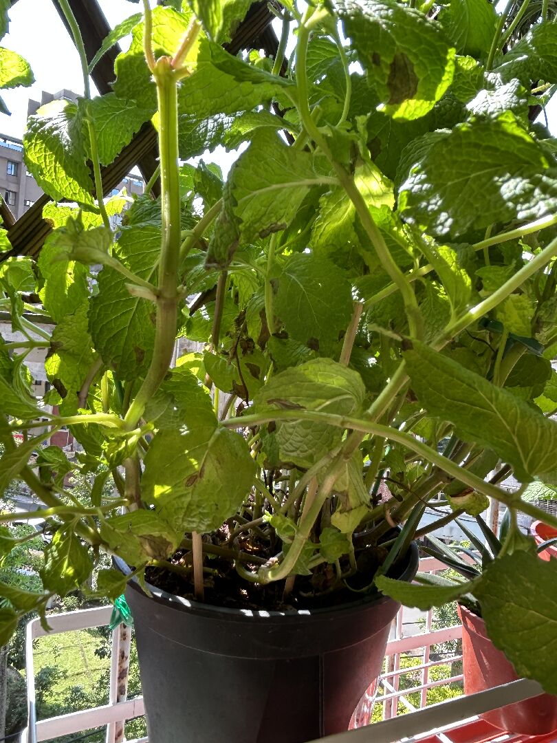 請問如何判斷薄荷葉子斑點是水不足還是太多