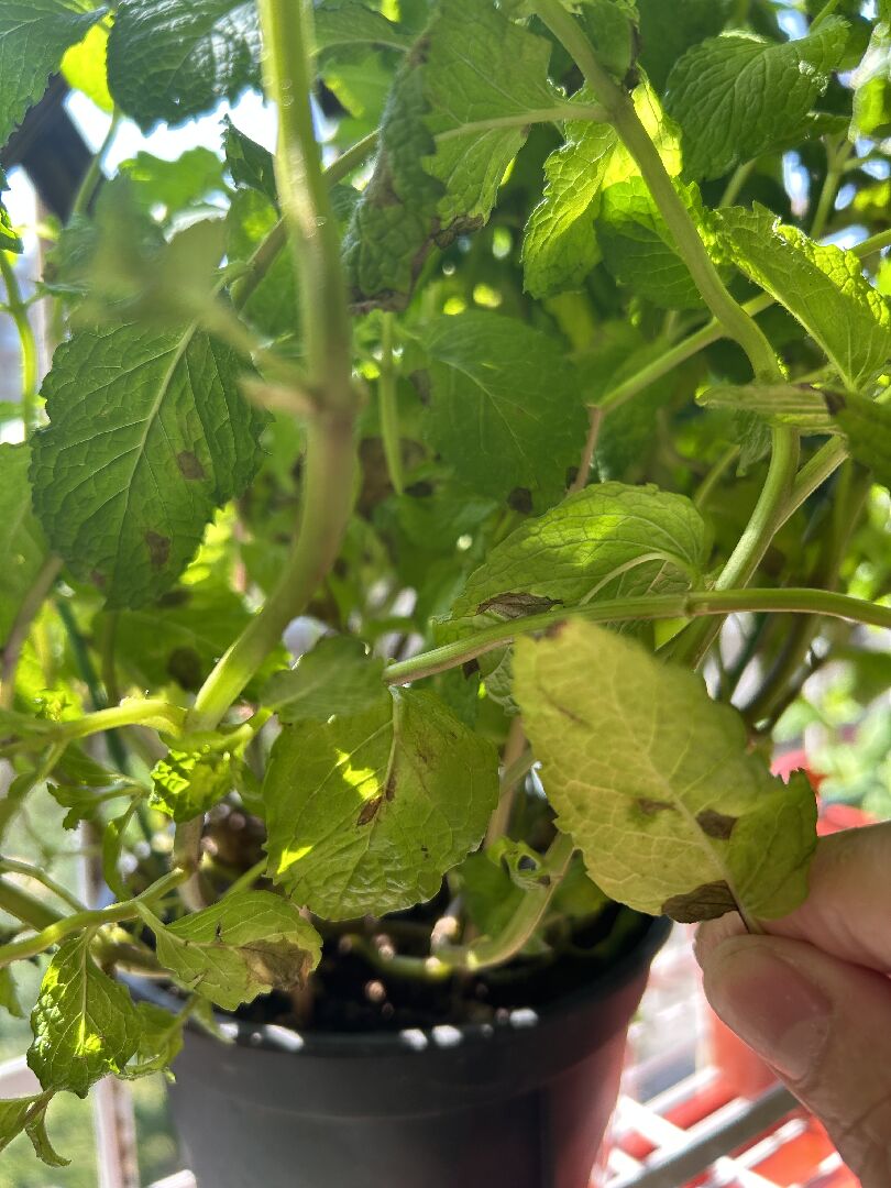 請問如何判斷薄荷葉子斑點是水不足還是太多