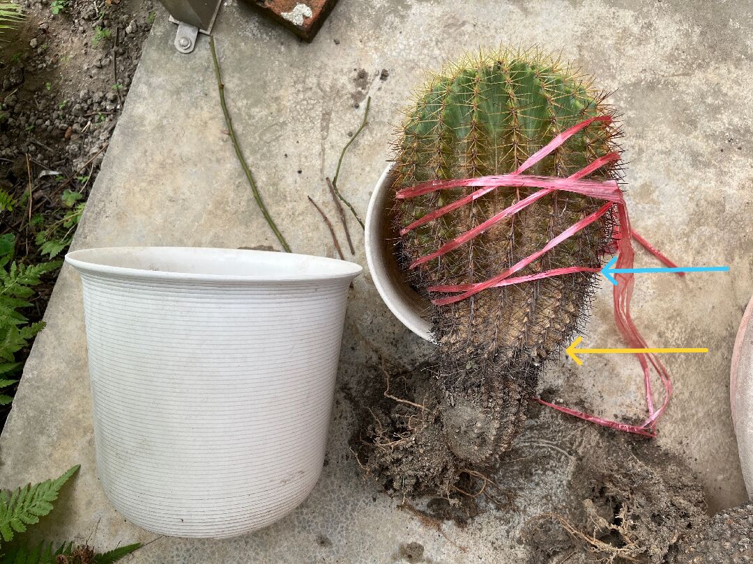 仙人掌（金琥）換盆求解