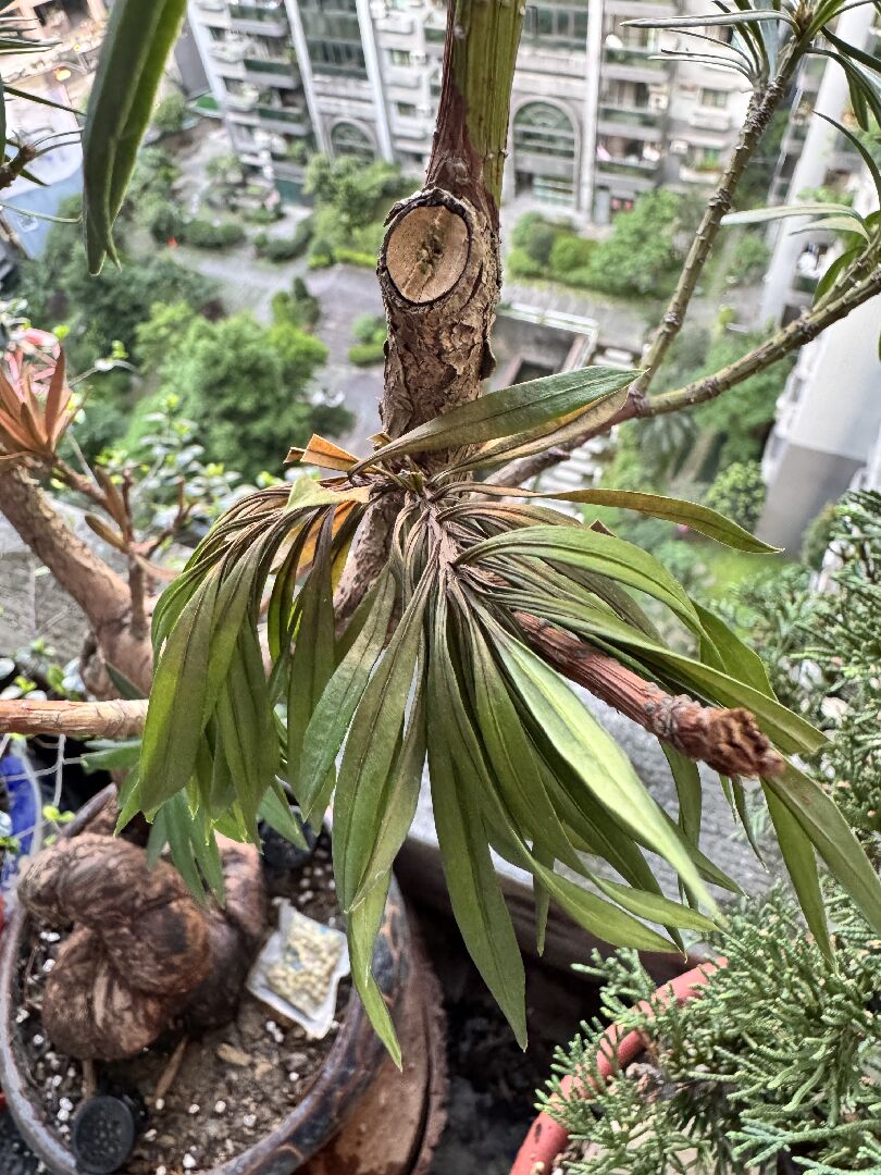 羅漢松（火麒麟）生病了？