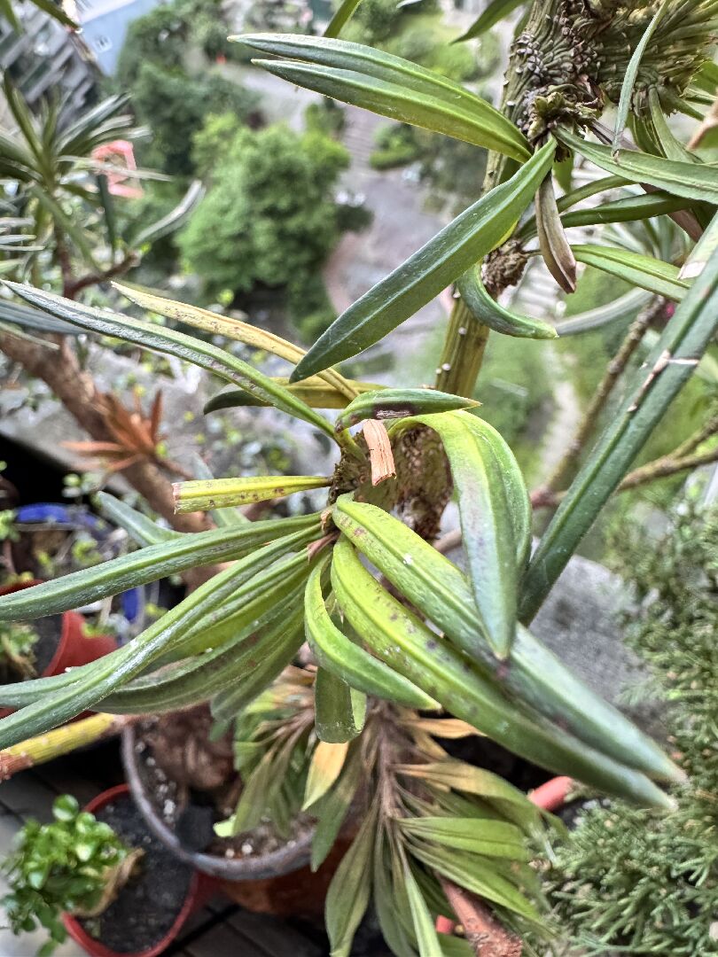 羅漢松（火麒麟）生病了？