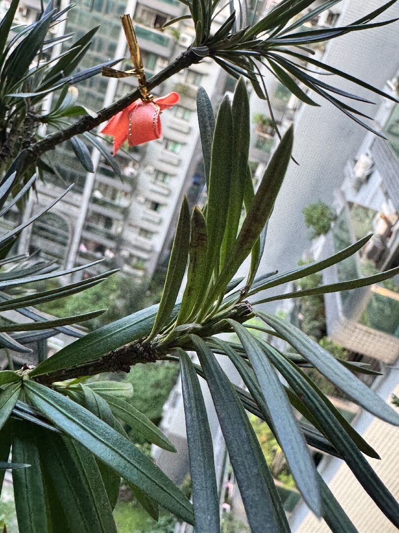 羅漢松（火麒麟）生病了？