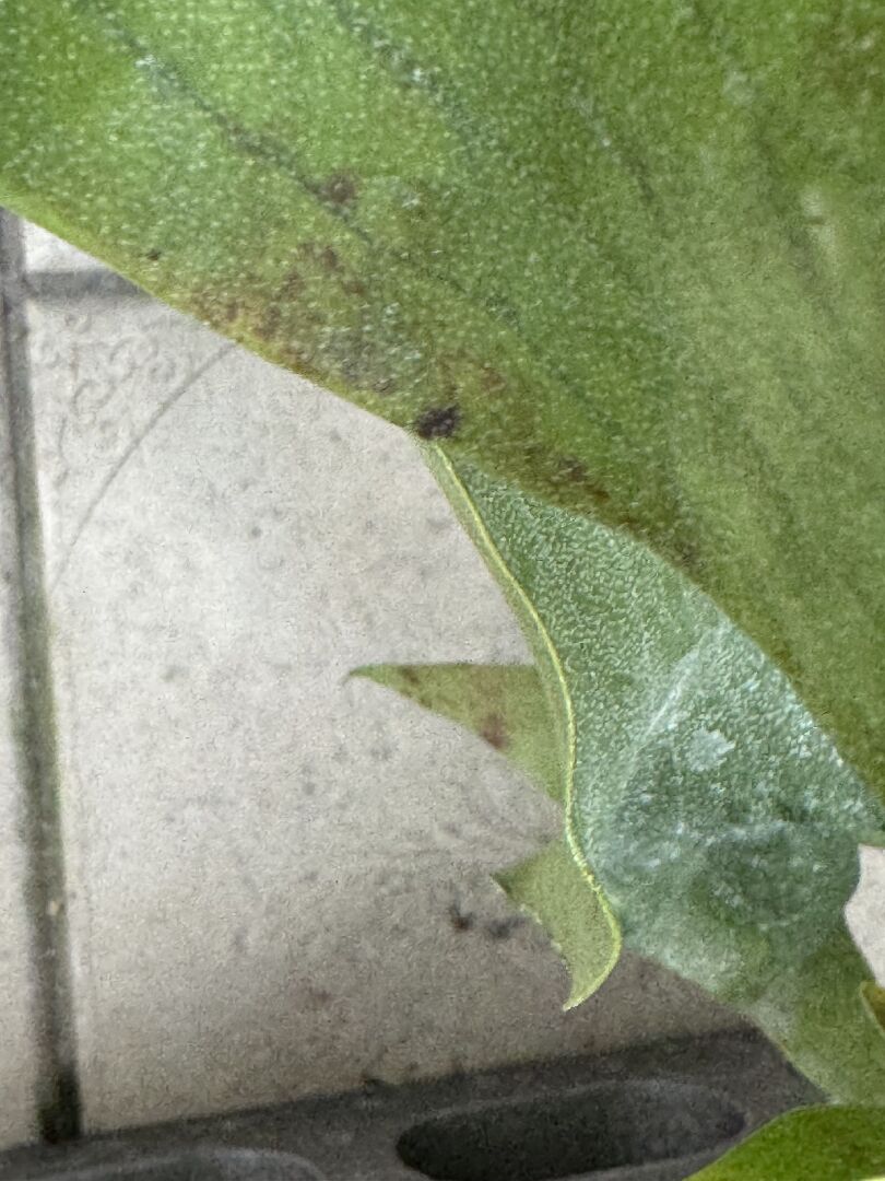 鹿角蕨葉背斑點