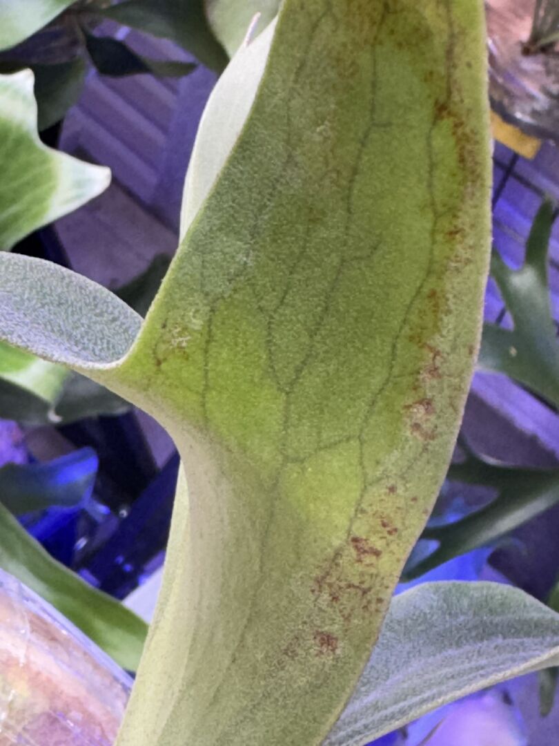 鹿角蕨葉背斑點