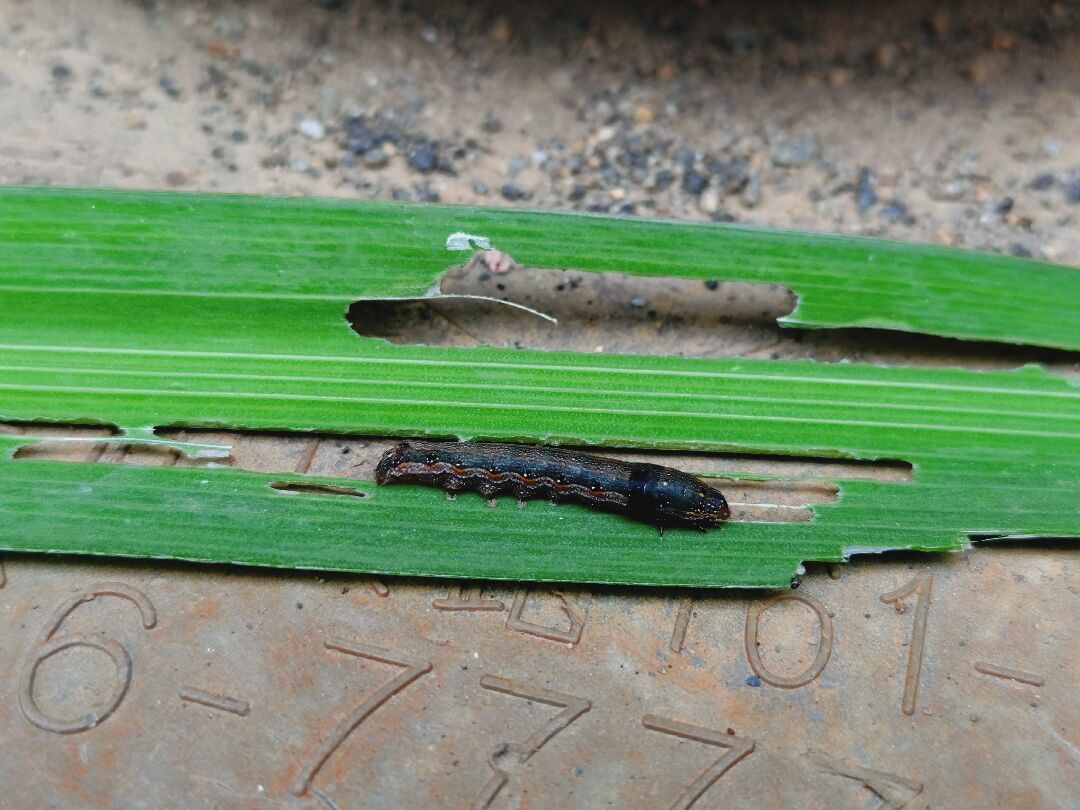 請問這隻是什麼蟲呢？