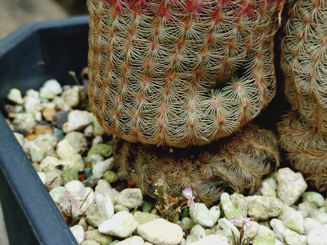 請問我的仙人掌底部萎縮是什麼原因？