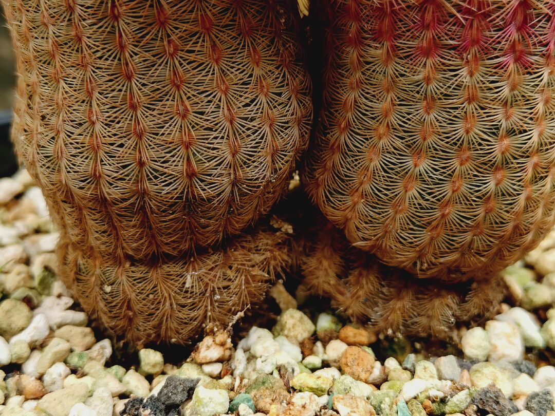 請問我的仙人掌底部萎縮是什麼原因？