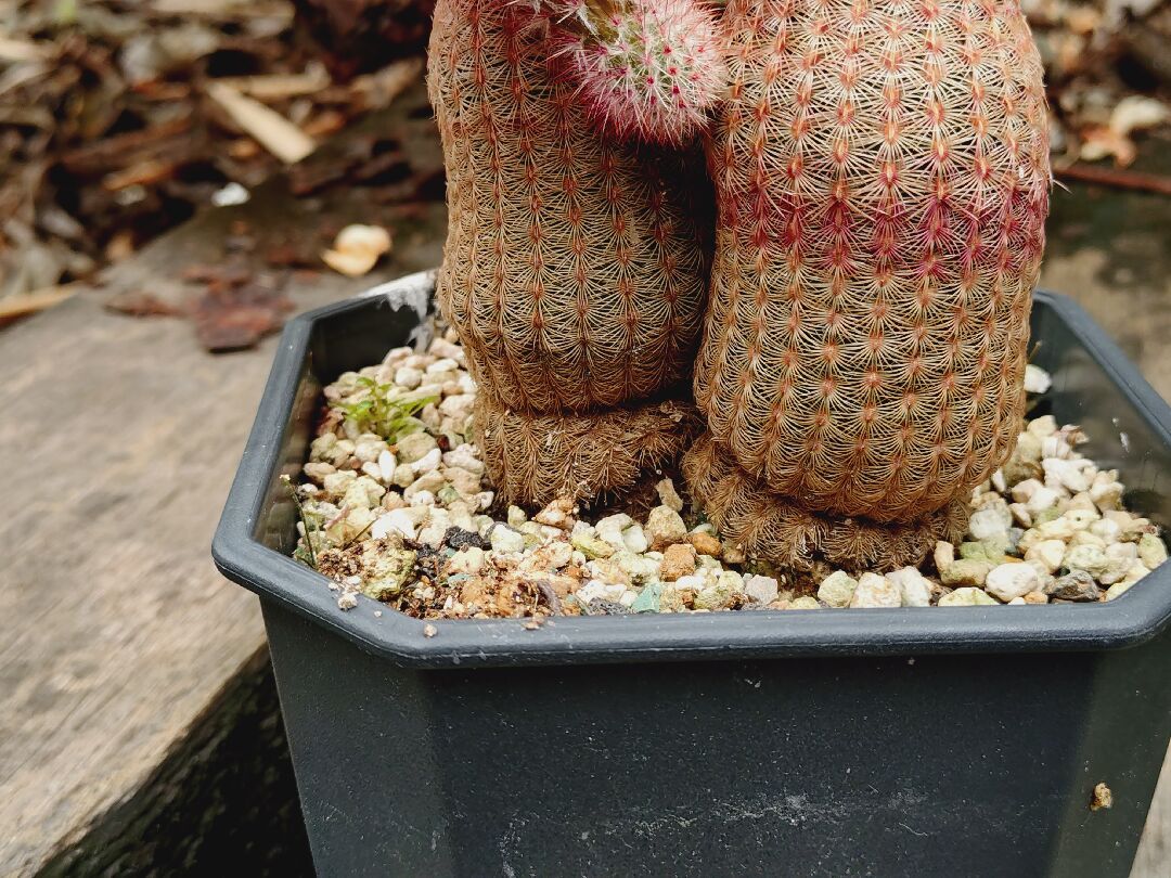 請問我的仙人掌底部萎縮是什麼原因？