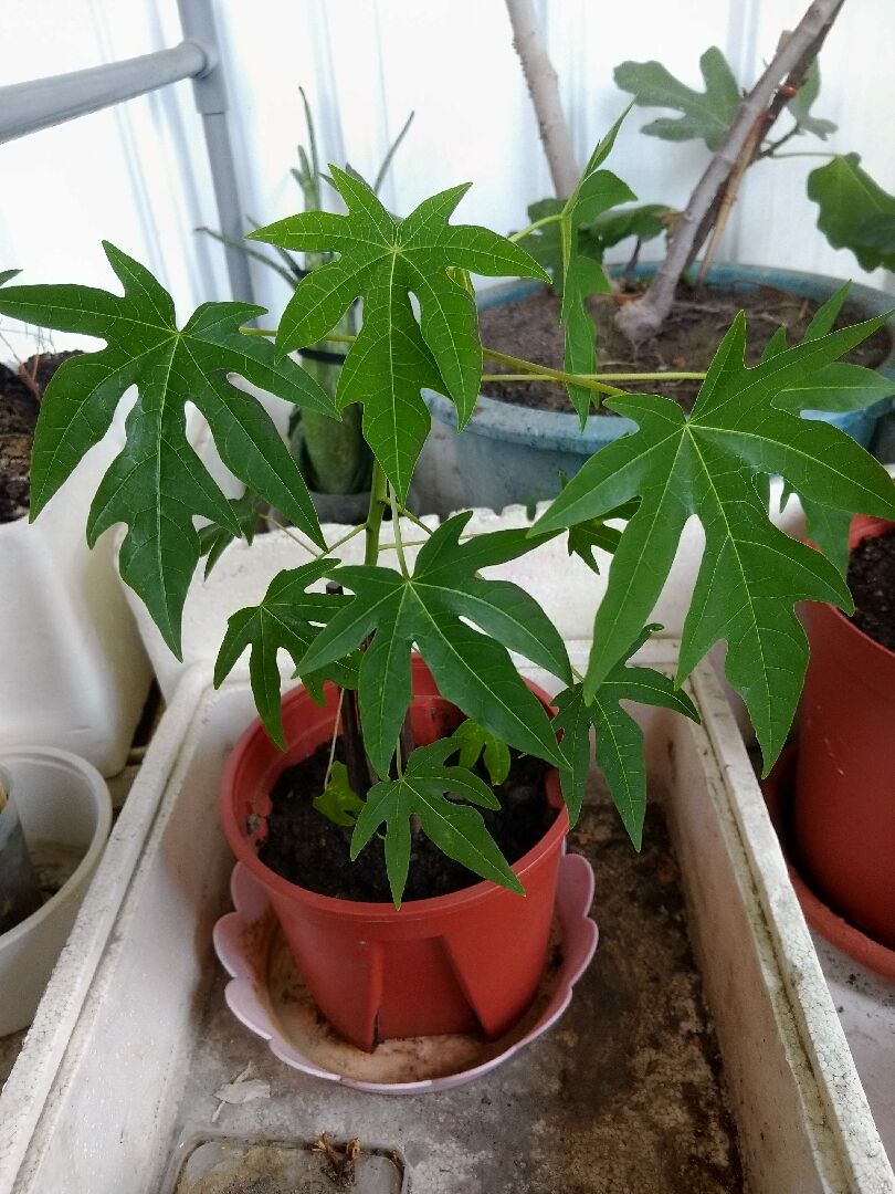 請問這是什麼阿