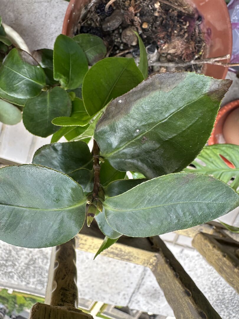 茶花枝幹有白斑（白絲）及葉子枯黃
