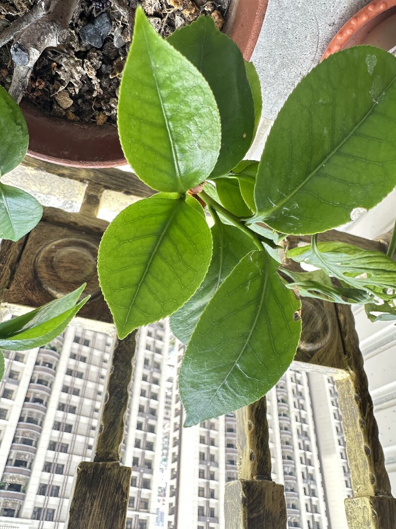 茶花枝幹有白斑（白絲）及葉子枯黃