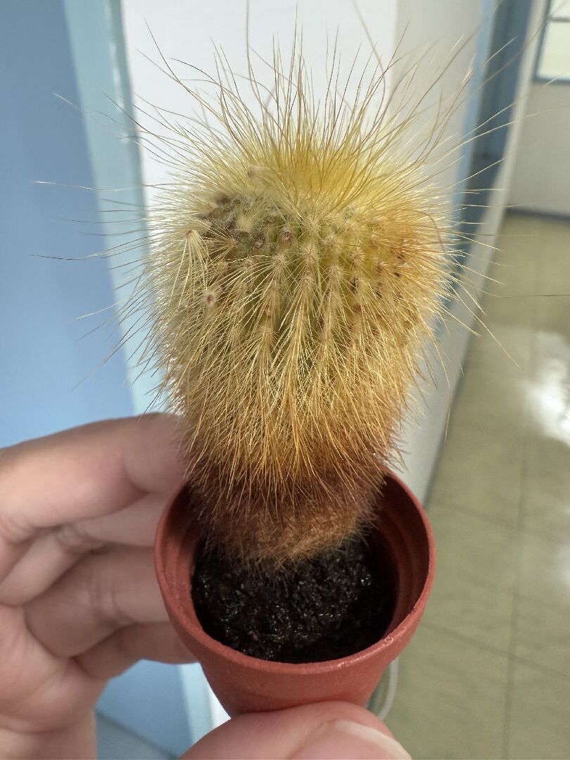 室內仙人掌變黑掉刺