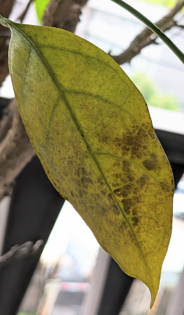 海南菜豆樹葉子變化