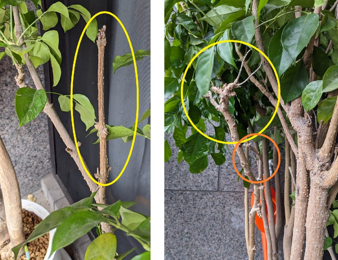 海南菜豆樹修剪問題