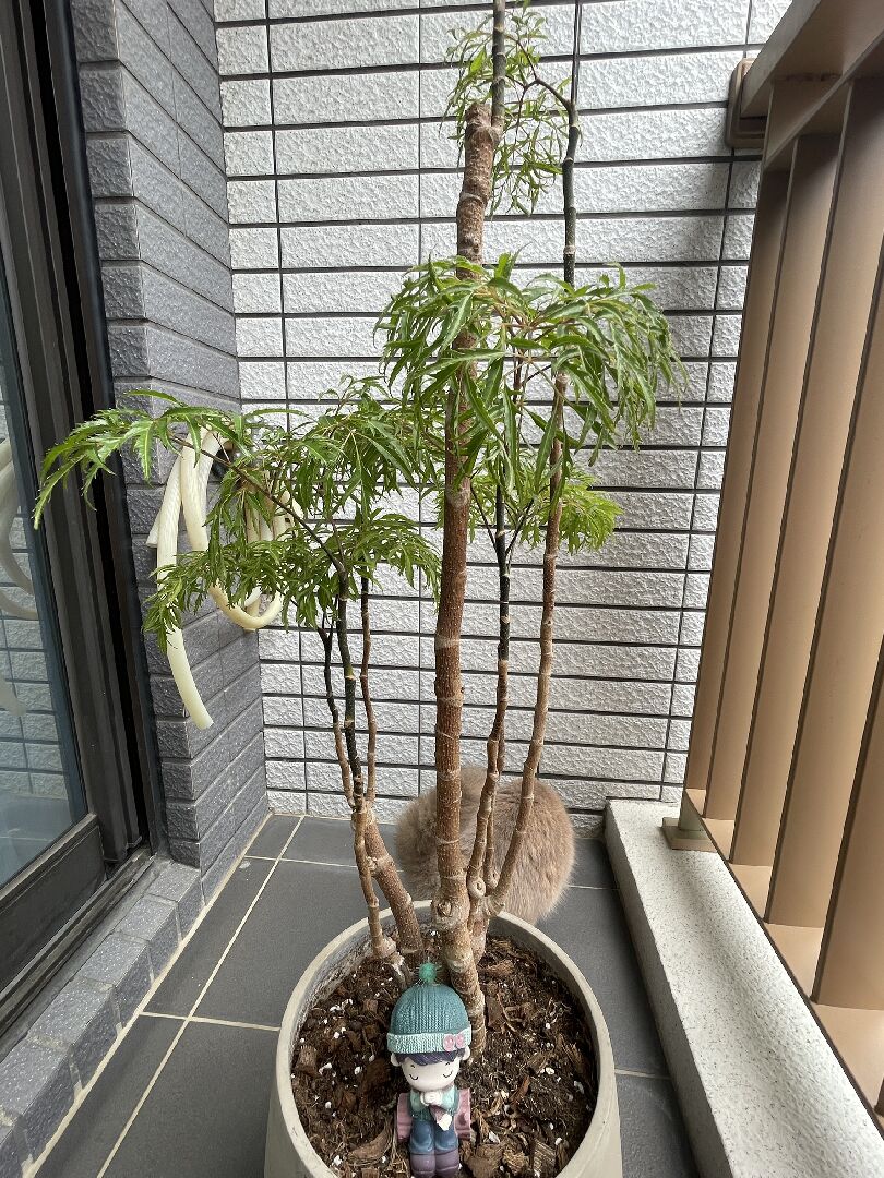 如何讓富貴樹長得茂密一點