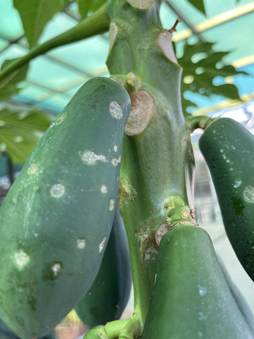 木瓜表面的灰黑色白斑點是病蟲害嗎？該如何處理呢？謝謝。