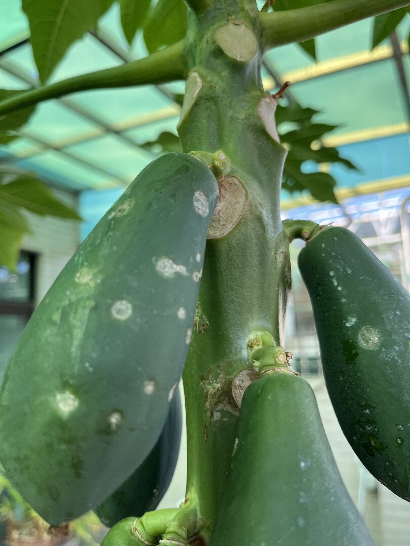 木瓜表面的灰黑色白斑點是病蟲害嗎？該如何處理呢？謝謝。