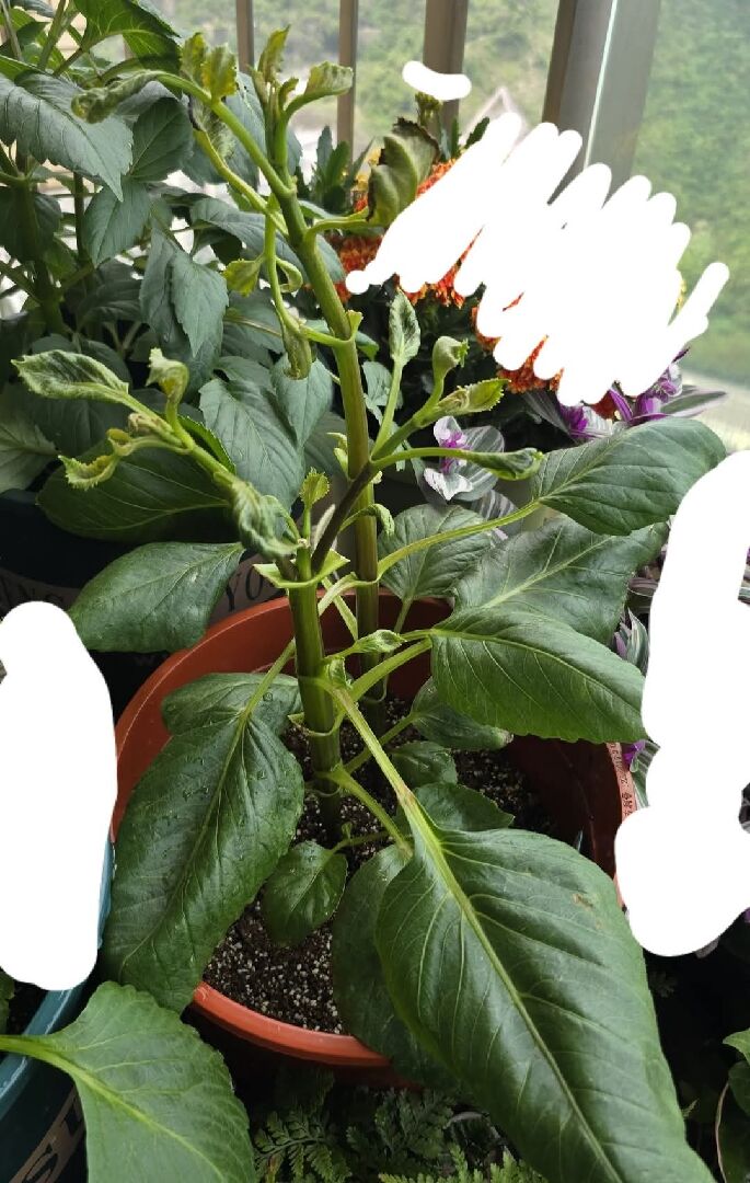 葉片萎縮是什麼問題