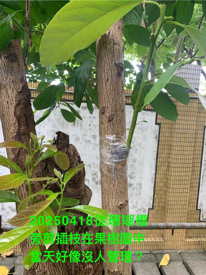 問：為何酪梨開花不結果?