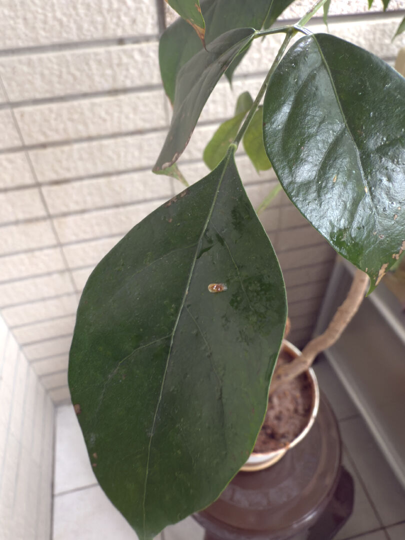 旺旺樹生病了嗎