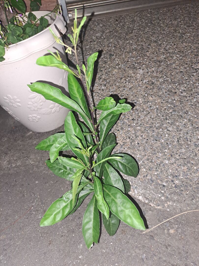 這是什麼植物