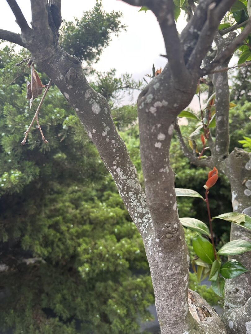 茶花樹幹案是不是染病