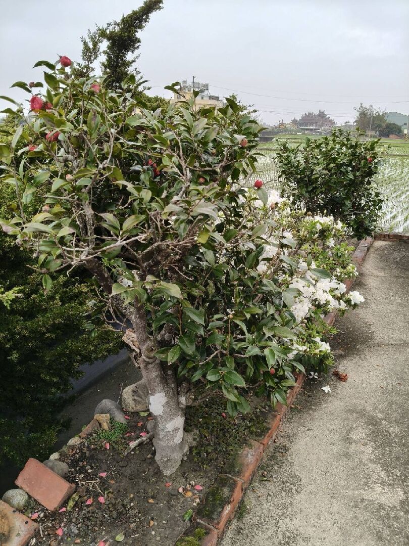 茶花樹幹案是不是染病