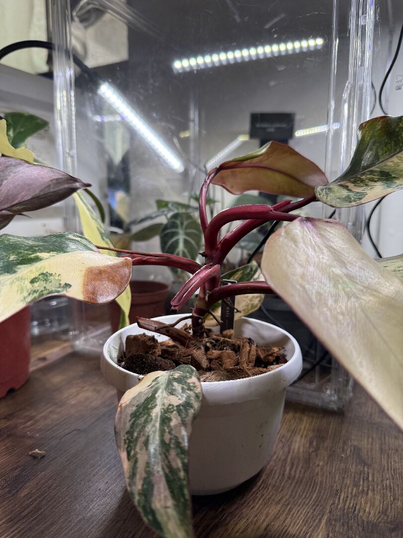 草莓奶昔蔓綠絨的葉子怎麼了