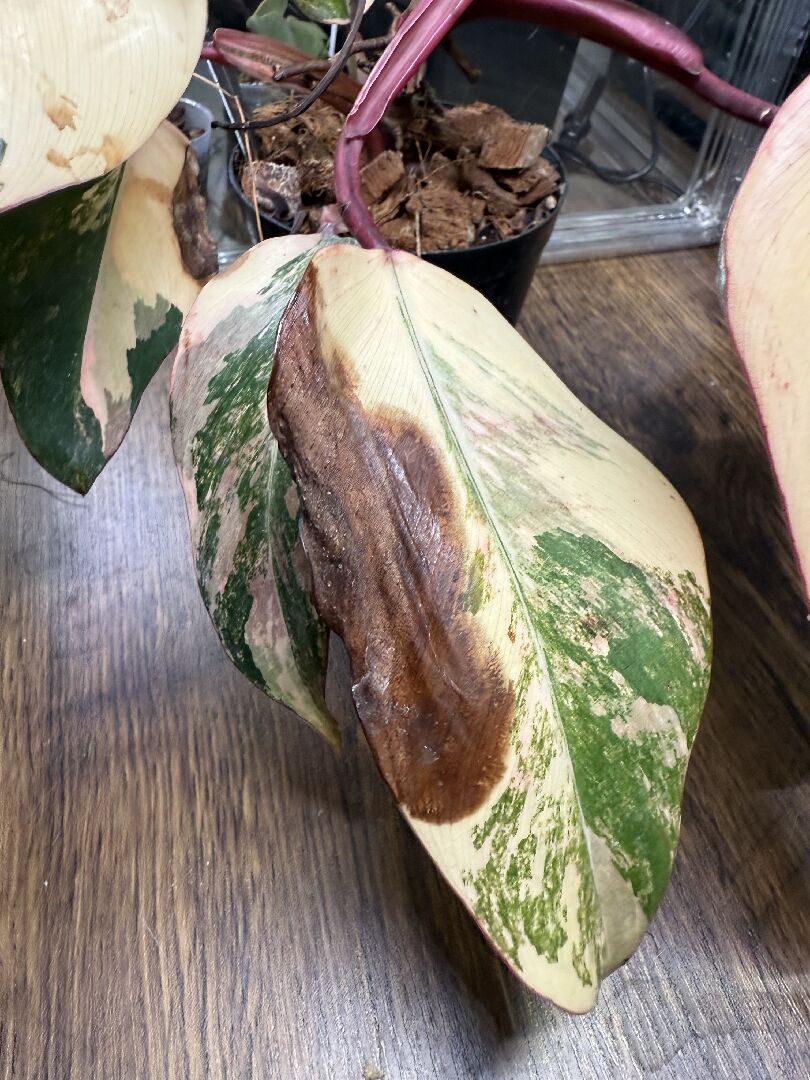 草莓奶昔蔓綠絨的葉子怎麼了