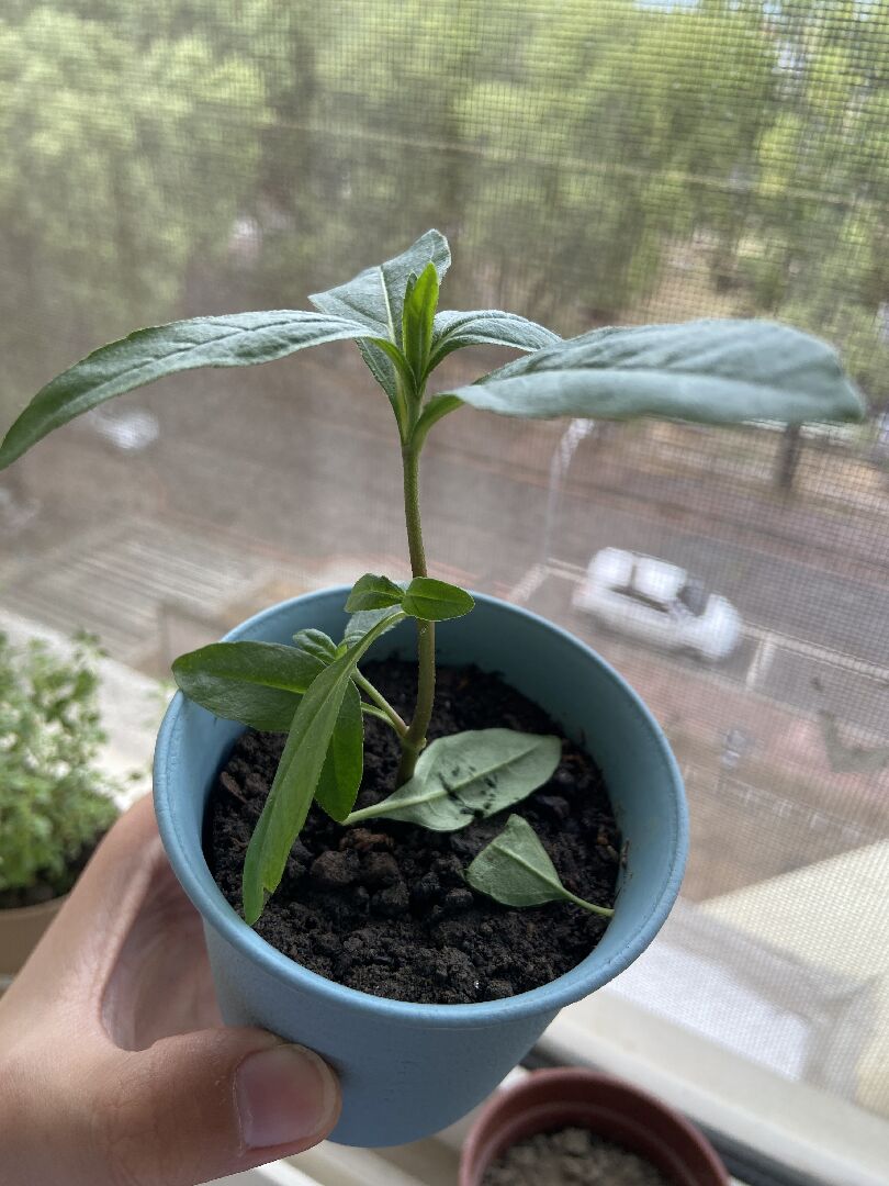 這是什麼植物？