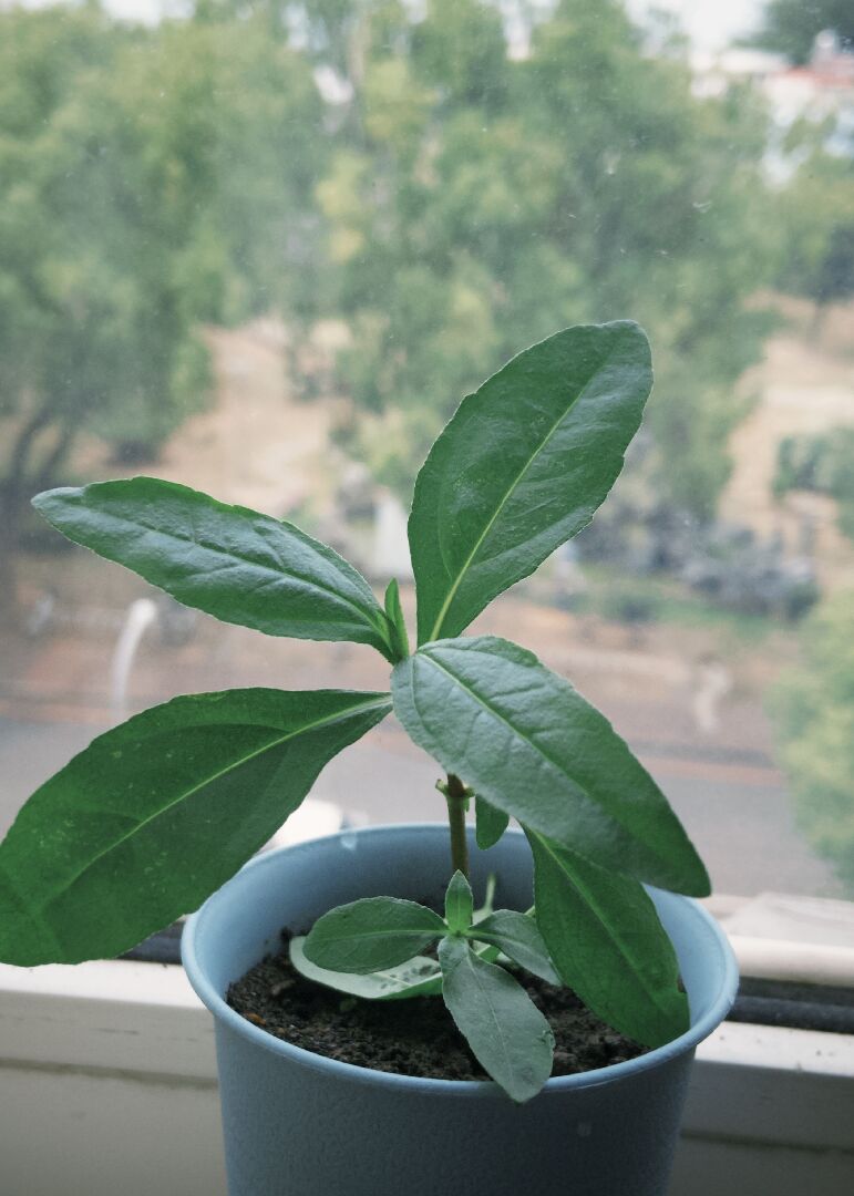 這是什麼植物？