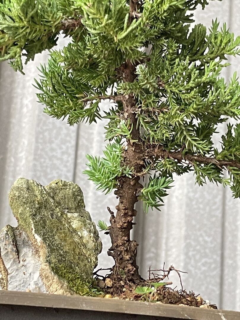 真柏這樣有健康嗎