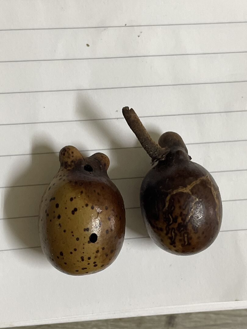 請問這是什麼植物的種子？