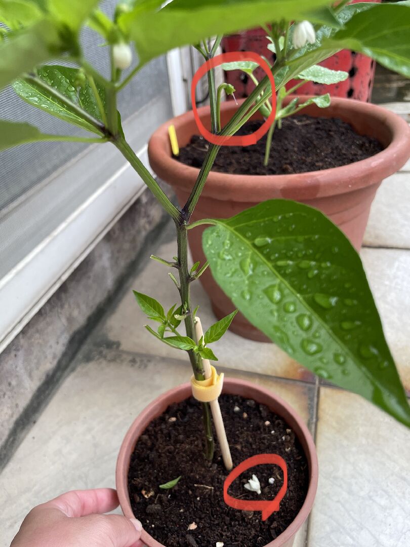 請問這樣是落花了嗎？