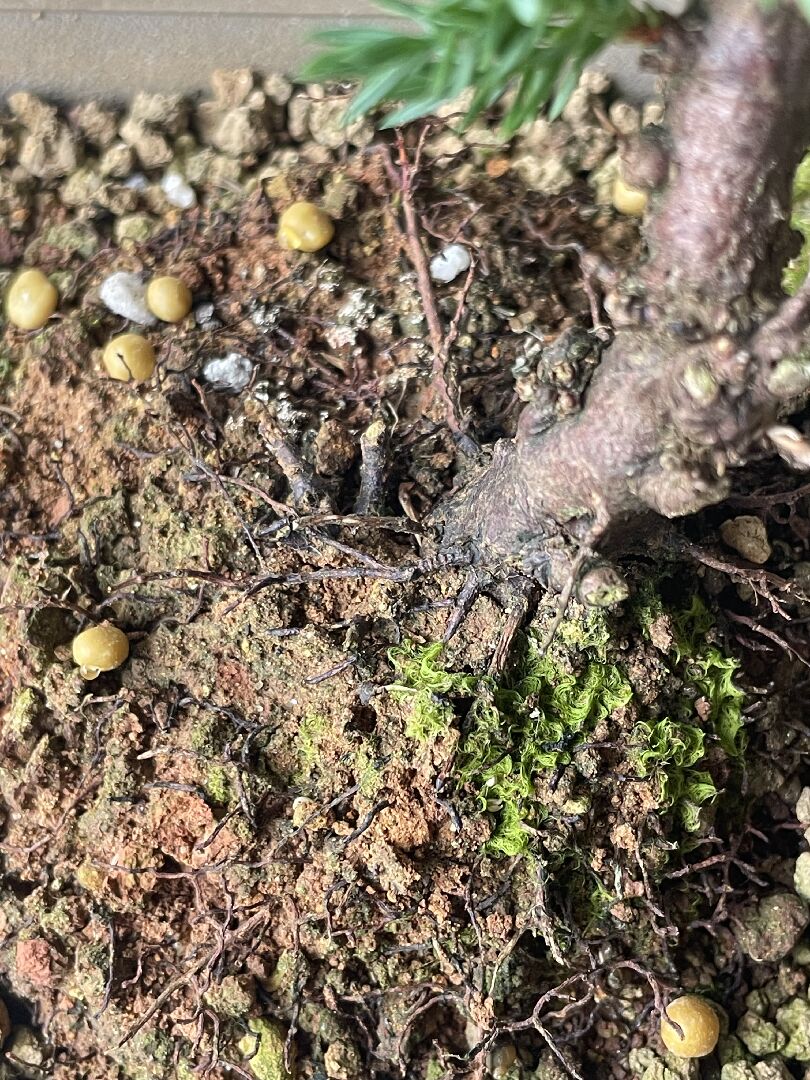 請問真柏泥土這樣正常嗎？怎麼修枝？