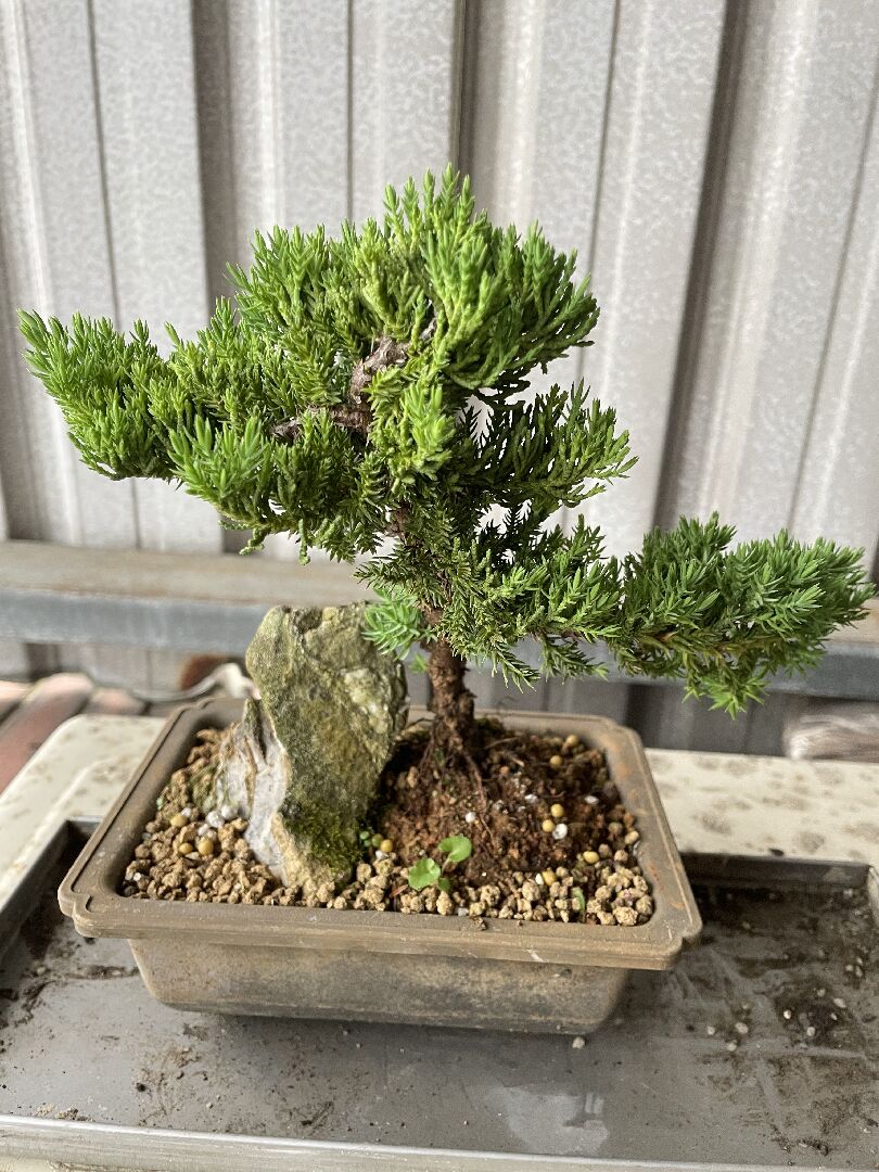請問真柏泥土這樣正常嗎？怎麼修枝？