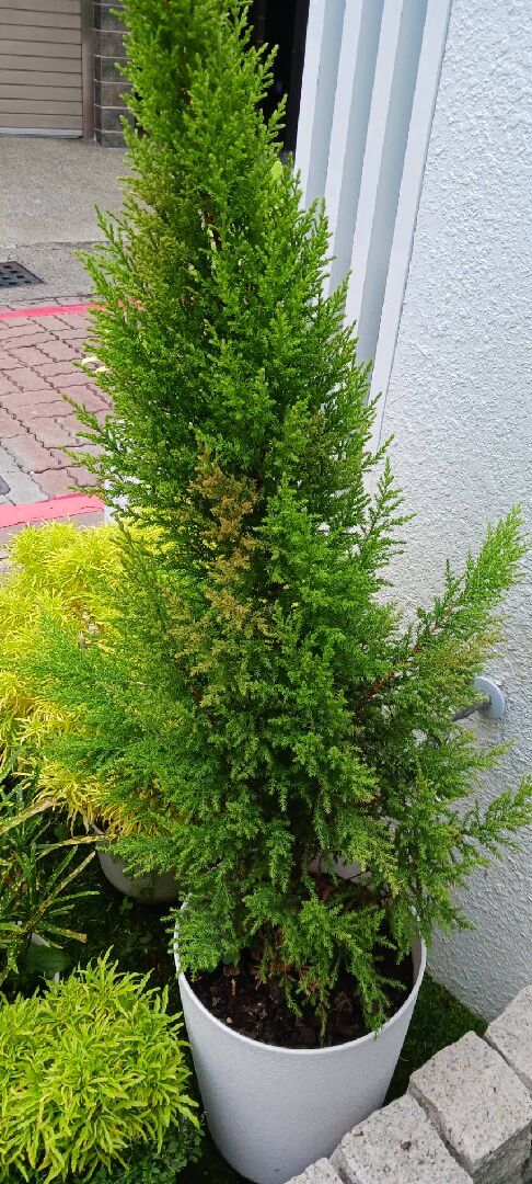 求醫病態的香冠柏