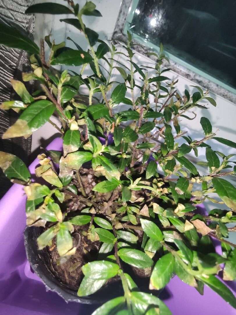 細葉雪茄花 葉子捲起來且凋零