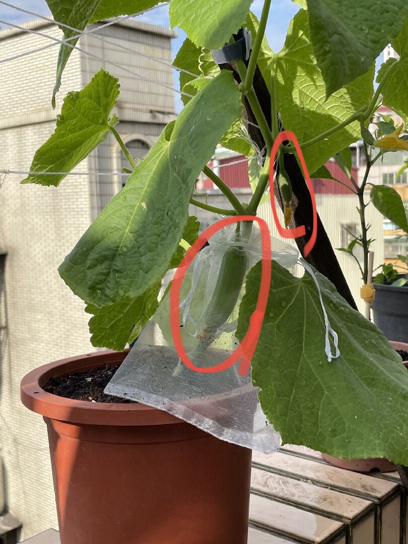請問為什麼水果小黃瓜只長大下面這一條？