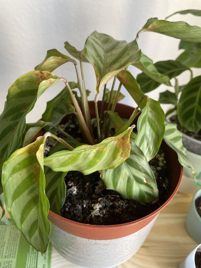 竹芋出現鏽斑該怎麼辦