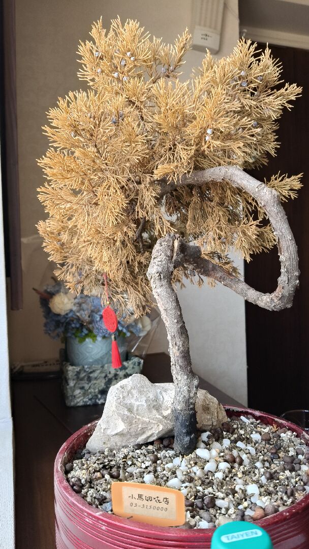 請問這盆還有救嗎？