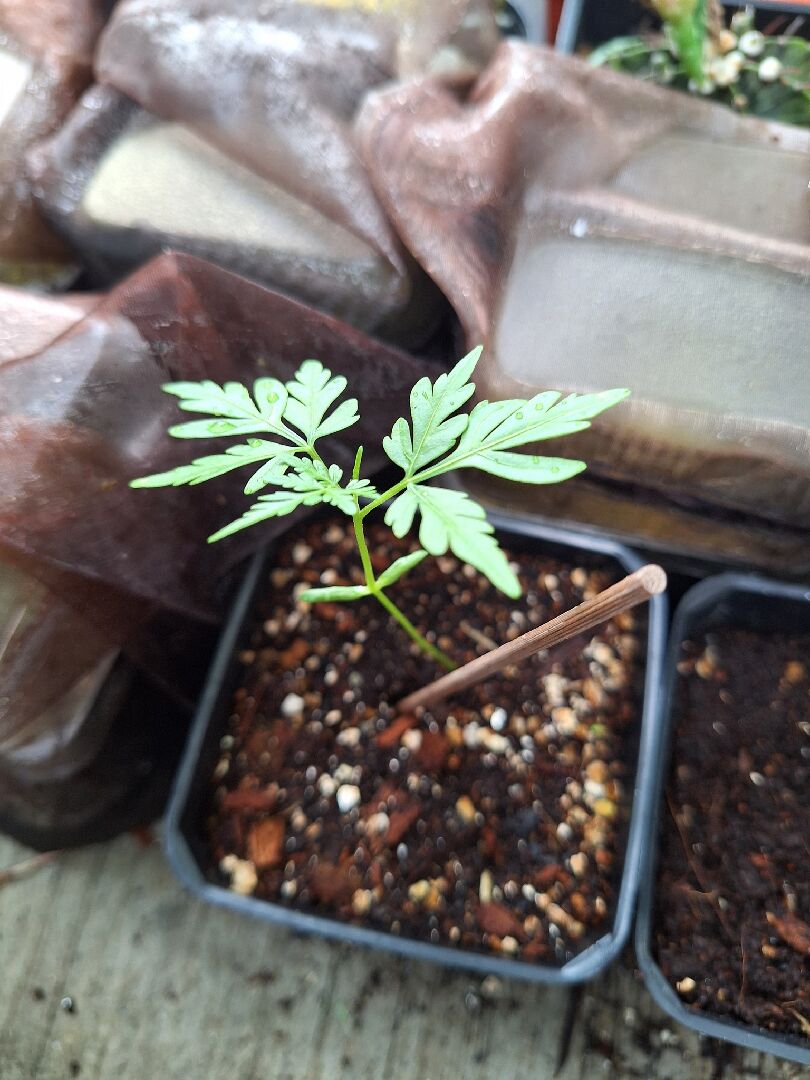 請問這是哪一種植物?