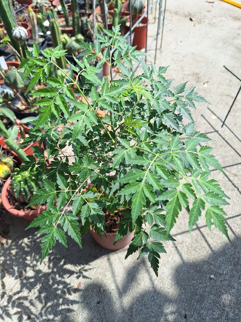請問這是哪一種植物?